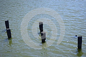 Wooden poles protrude from the pond photo