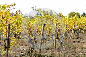 Wooden poles with stretched metal wire support the vineyard. Shallow depth of field.