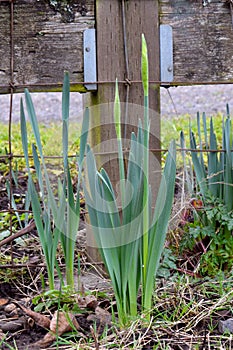 Wooden Post Yellow Daffodil 01