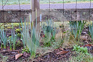 Wooden Post Yellow Daffodil 17