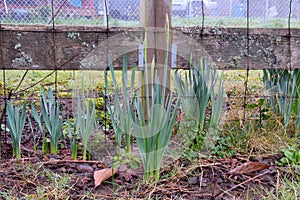 Wooden Post Yellow Daffodil 18