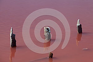 Wooden posts or supports stick out of the water. Salty pink lake. Unique color of the lake is given by the halophilic microalgae