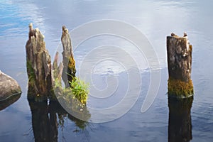 Wooden posts in water