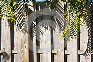 Wooden Privacy Fence with Palm Trees Overhanging
