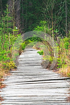 A wooden promenade leading through a peat bog in the forest, a tourist hiking trail in the Table Mountains