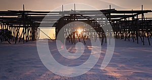 Wooden racks for dried cod fish and sunshine during winter season, fishing village Lofoten islands, Norway