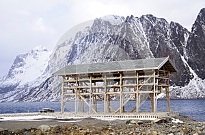 Wooden racks on the foreshore for drying cod fish in winter. Reine fishing village, Lofoten islands.