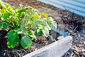 Wooden raised bed with strong potato plants growing near aluzinc corrugated metal raised garden container, mulch, rich compost