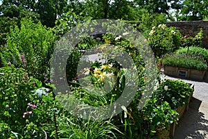 Wooden raised beds perennials vegetable garden in Schlosshof Austria professionally planted with groups of perennials