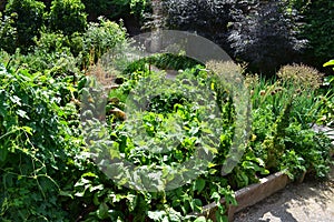 Wooden raised beds vegetable garden in Schlosshof Austria professionally planted with groups of perennials