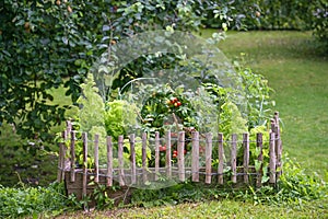 Wooden raised vegetable bed with tomato plants and lettuce, bordered with a small fence in a country garden, copy space, selected