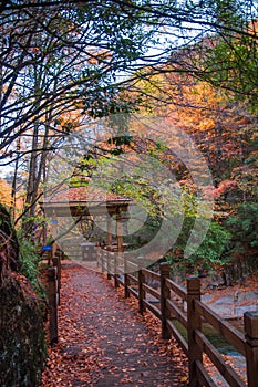 Wooden road with red leaves