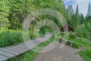 Wooden roof canopy in the forest in summer