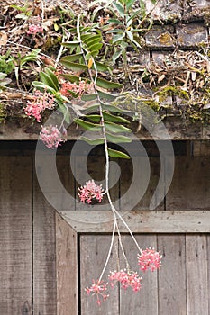 Wooden roof with plants