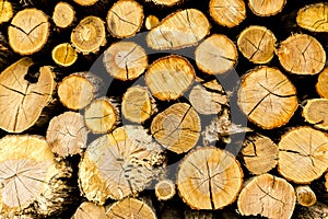 Wooden rough textured background. Pine chopped firewood stacked in woodpile