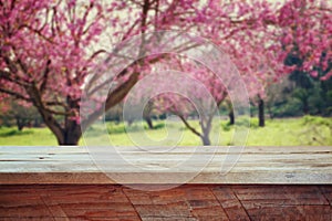 Wooden rustic table in front of Spring Cherry blossoms tree. retro filtered image. product display and picnic concept photo