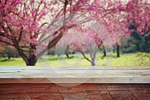 Wooden rustic table in front of Spring Cherry blossoms tree. retro filtered image. product display and picnic concept