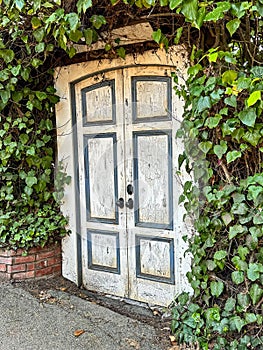 Wooden rustic white door with plants growing around edges