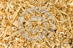 Wooden sawdust texture. Close-up view Nature background