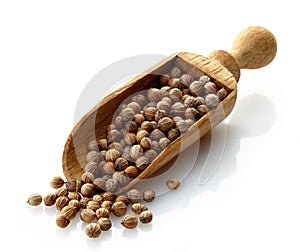 Wooden scoop with dried coriander seeds