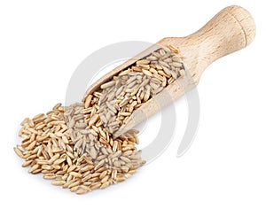 Wooden scoop with oat grains isolated on white background