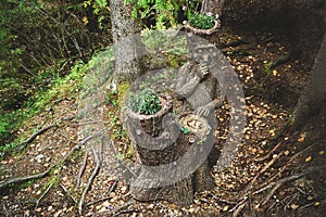The wooden sculpture of the goblin stands in the forest.