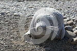 Wooden seal in Hvammstange, Iceland