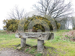 Wooden seat with gorse plant behind, Chorleywood Common