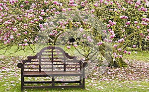 Wooden seat under blossoming magnolia tree photo