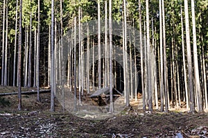 Wooden shed in the forest