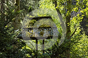 Wooden shelter overgrown with moss, Korytnica spa area, Slovakia