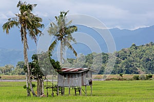 A wooden shelter in a rice field of the Tempassuk rice-growing region of Kota Belud, Sabah, Malaysia