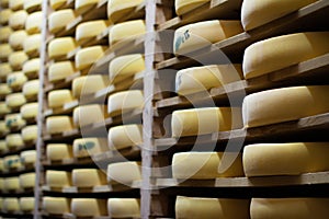 Wooden shelves with alignment of aging cheese Comte wheels, France