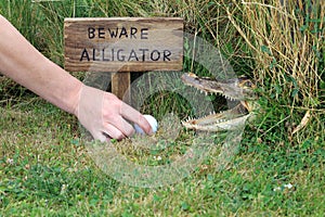 A Wooden Sign. Beware Of Alligator