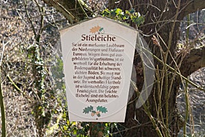 Wooden sign called pedunculate oak