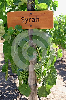 Wooden sign of the Syrah grape type