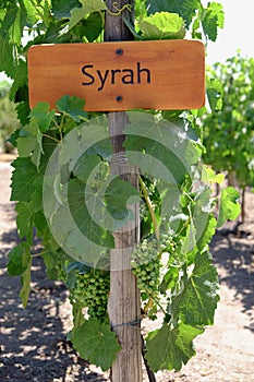 Wooden sign of the Syrah grape type photo