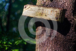 Wooden Sign on Tree Trunk, Arrow and `Toilet`