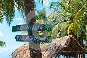 Wooden sign on a tropical island palm tree: watch out for falling coconuts