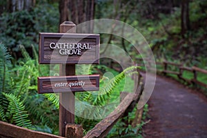 Wooden sign with " CATHEDRAL GROVE" and "enter quietly" written on it  in the park photo