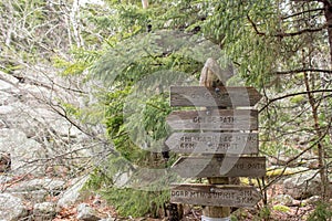 Wooden signpost in Acadia National Park