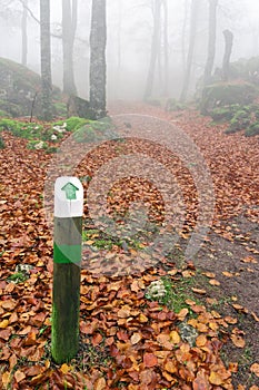 Wooden signpost in autumnal forest