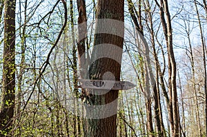 Wooden signpost nailed on a tree in the forest