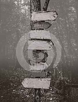 Wooden signposts in the forest