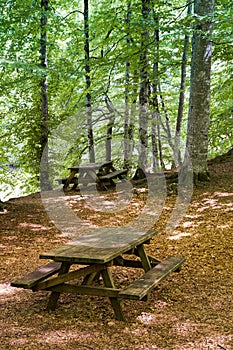 Wooden sitting bench surrounded by trees in a forest in Yedigoller National Park Turkey