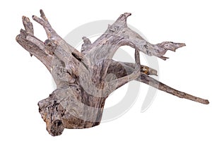 Wooden snag isolated