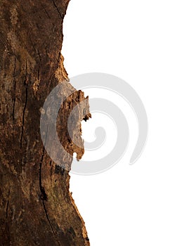 Wooden splinter or piece of bark on white background. Item for mock up, scene creator and other design