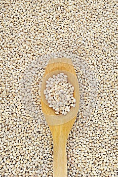 Wooden spoon and dried pearled barley