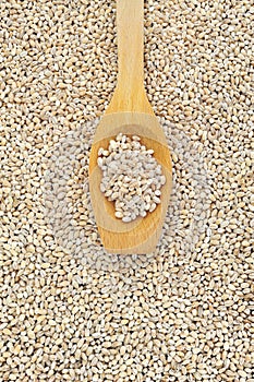 Wooden spoon and dried pearled barley