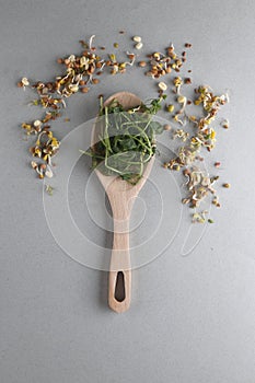 Wooden spoon of microgreens, mung and lentil sprouts isolated on grey background flat lay